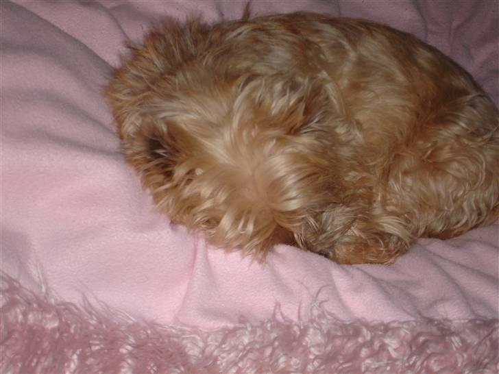 Cairn terrier Rila billede 4