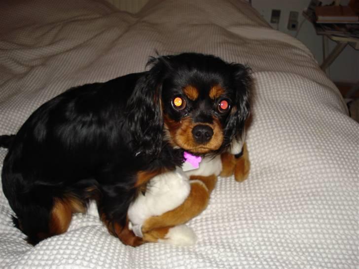 Cavalier king charles spaniel Vega - Taget på fersk gerning igang med bamsen :D billede 16