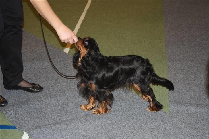 Cavalier king charles spaniel Vega - Årslev 2009 Vega fik Excellent og blev 3. placeret ud af 16  billede 17