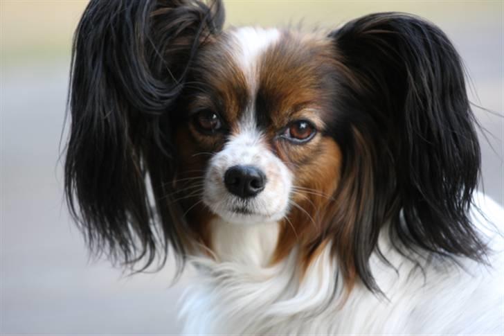 Papillon Lucky Dog Unibella of Evi - Mmmm, mor havde lige købt et kødben med hjem, det er bare det bedste... billede 7