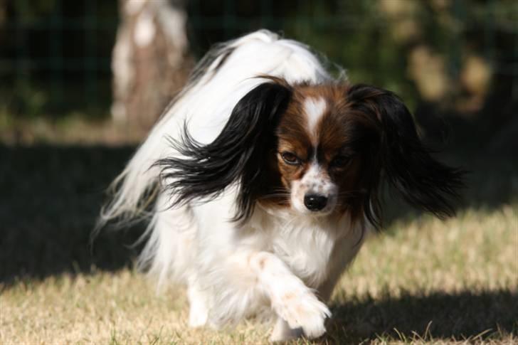 Papillon Lucky Dog Unibella of Evi billede 8