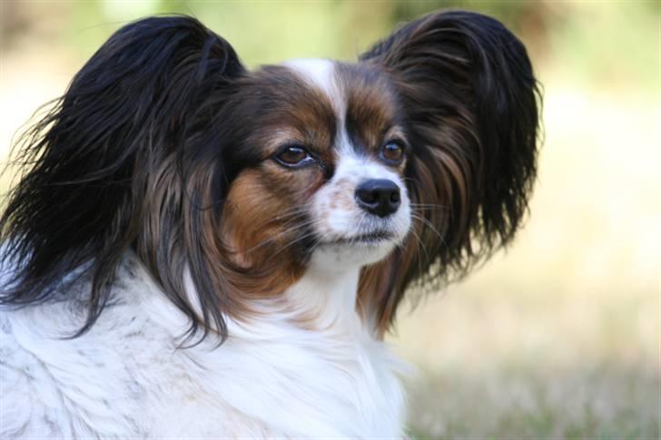 Papillon Lucky Dog Unibella of Evi billede 9