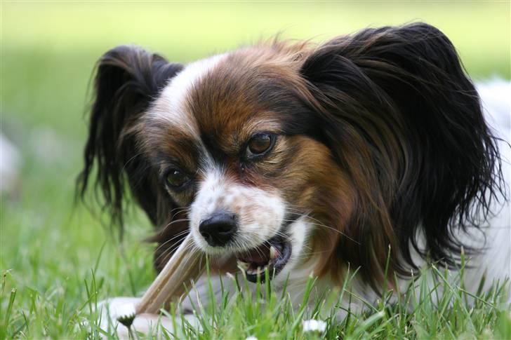 Papillon Lucky Dog Unibella of Evi billede 10