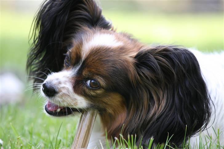 Papillon Lucky Dog Unibella of Evi - Kan jeg ikke bare være sød når jeg spiser kødben... billede 11