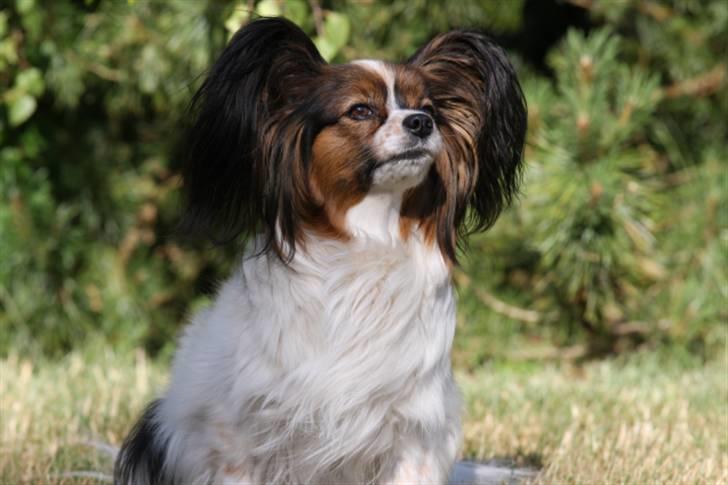 Papillon Lucky Dog Unibella of Evi billede 12