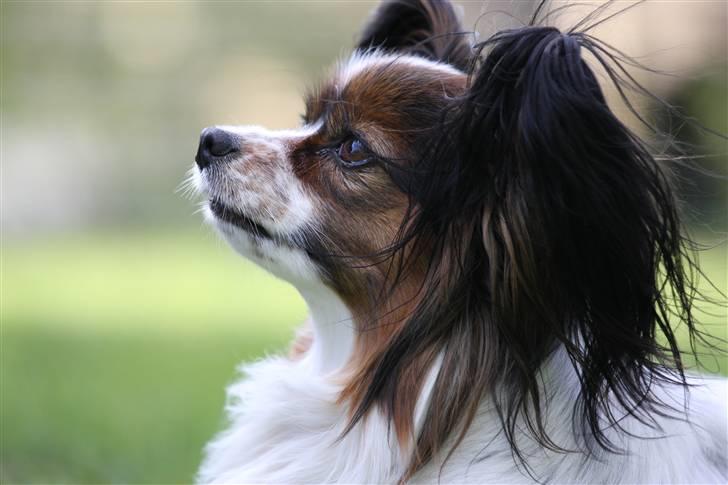 Papillon Lucky Dog Unibella of Evi - Hvad har du der mor, kan det spises? billede 13