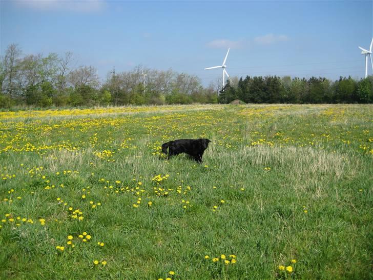 Blanding af racer samson billede 7