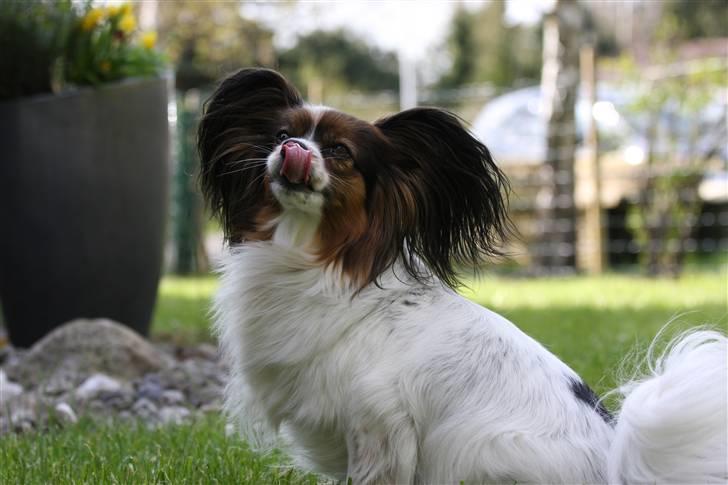 Papillon Lucky Dog Unibella of Evi billede 14