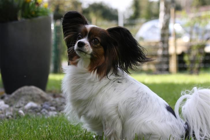 Papillon Lucky Dog Unibella of Evi billede 15