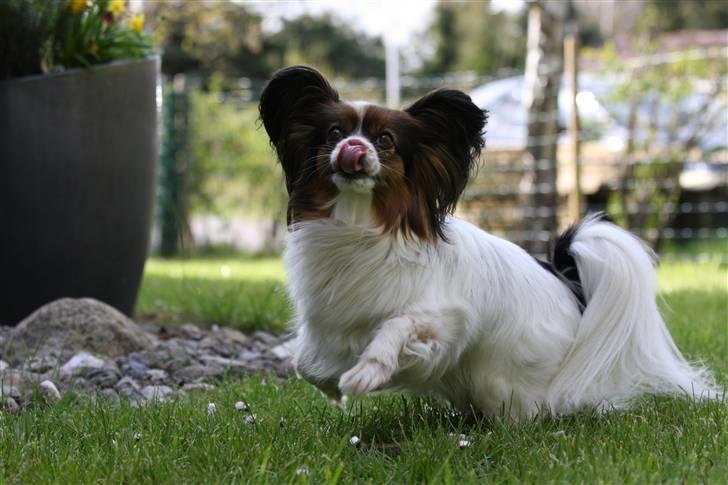Papillon Lucky Dog Unibella of Evi - I fuld firspring for mor har godbider. billede 16