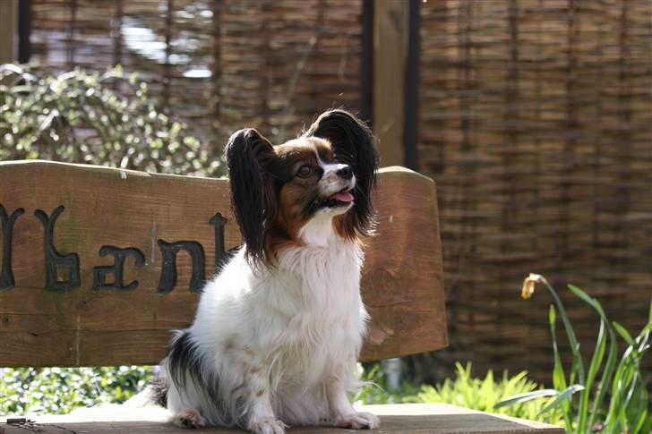 Papillon Lucky Dog Unibella of Evi billede 17
