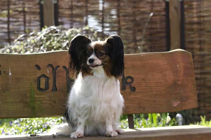 Papillon Lucky Dog Unibella of Evi billede 18