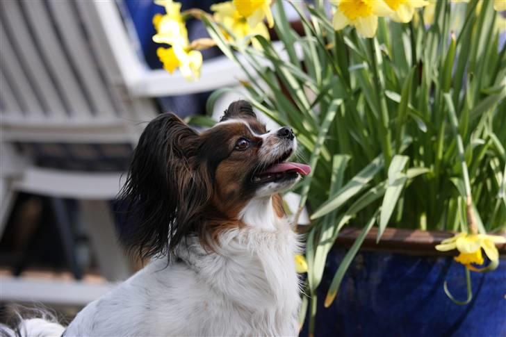 Papillon Lucky Dog Unibella of Evi billede 19