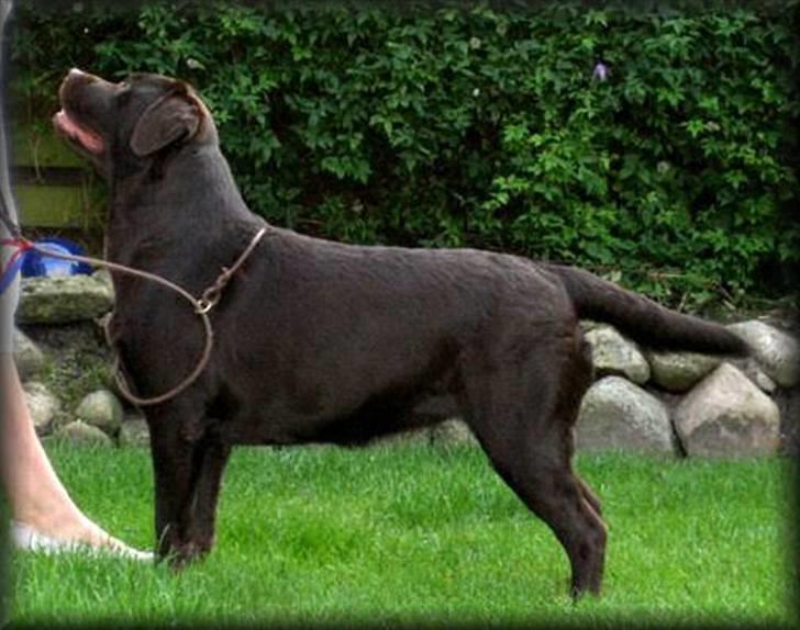 Labrador retriever Endless Love Royal Standa billede 1