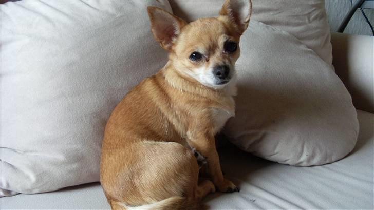 Chihuahua jessica billede 12