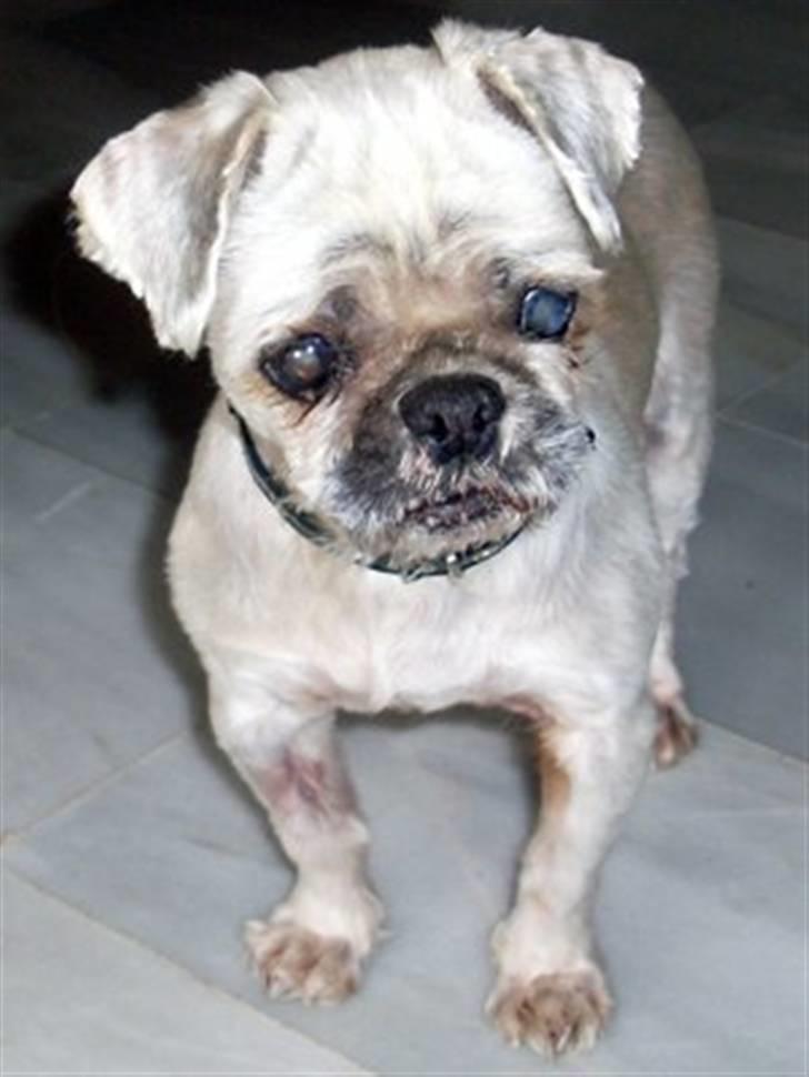 Blanding af racer Minneke *himmelhund* R.I.P. min skat. - Mille i Spanien hos Denise der passede og plejede hende... billede 1