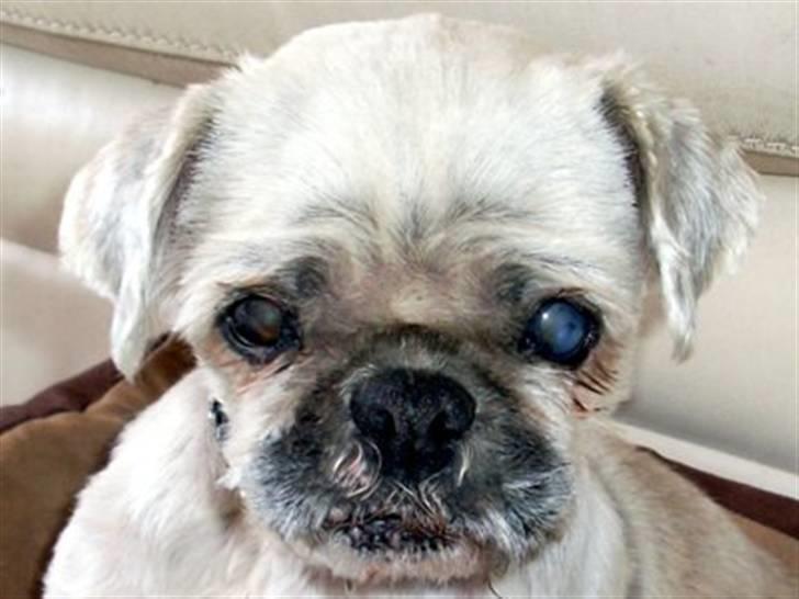 Blanding af racer Minneke *himmelhund* R.I.P. min skat. billede 2