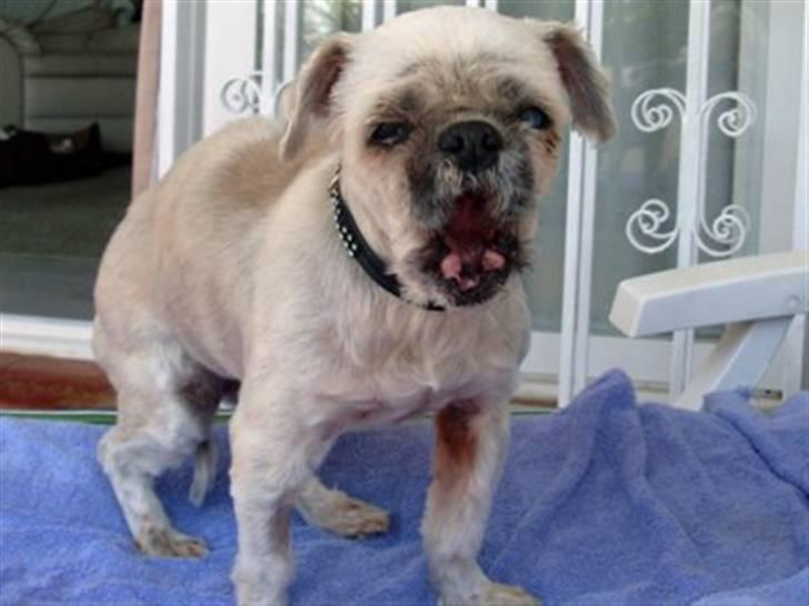 Blanding af racer Minneke *himmelhund* R.I.P. min skat. billede 3