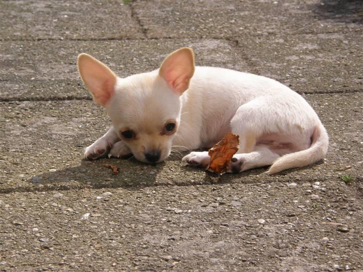 Chihuahua Mille  - Puha da det er hårdt at jage blade billede 1