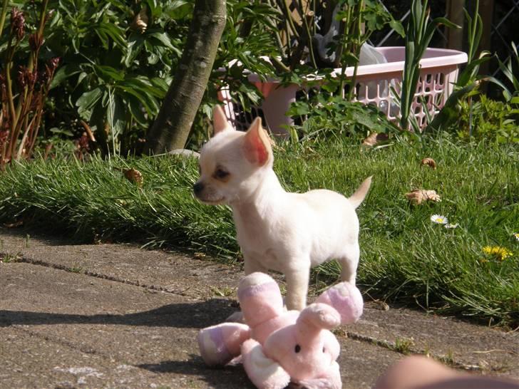 Chihuahua Mille  - Kaldte i på mig ? billede 2