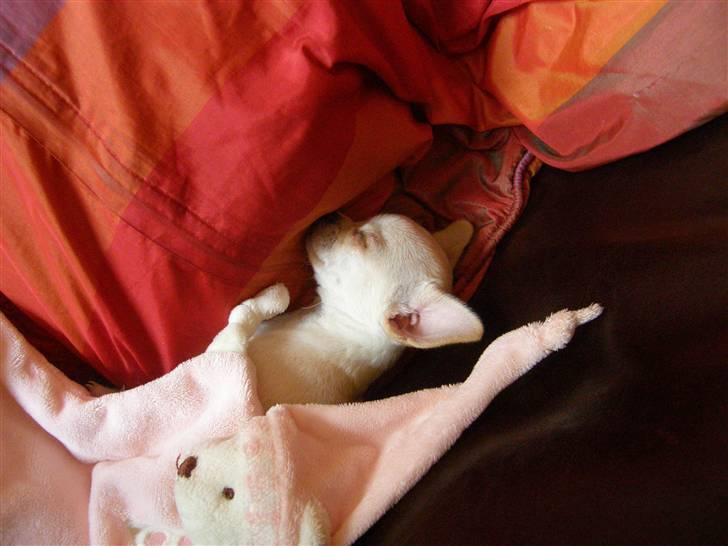Chihuahua Mille  - Her ligger jeg så og sover med min bamse dyne . billede 3