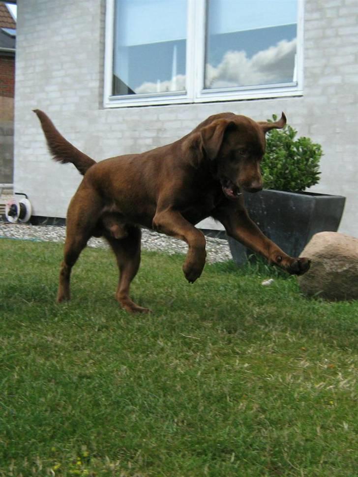 Blanding af racer BRUNO<3 - her kommer jeg billede 16