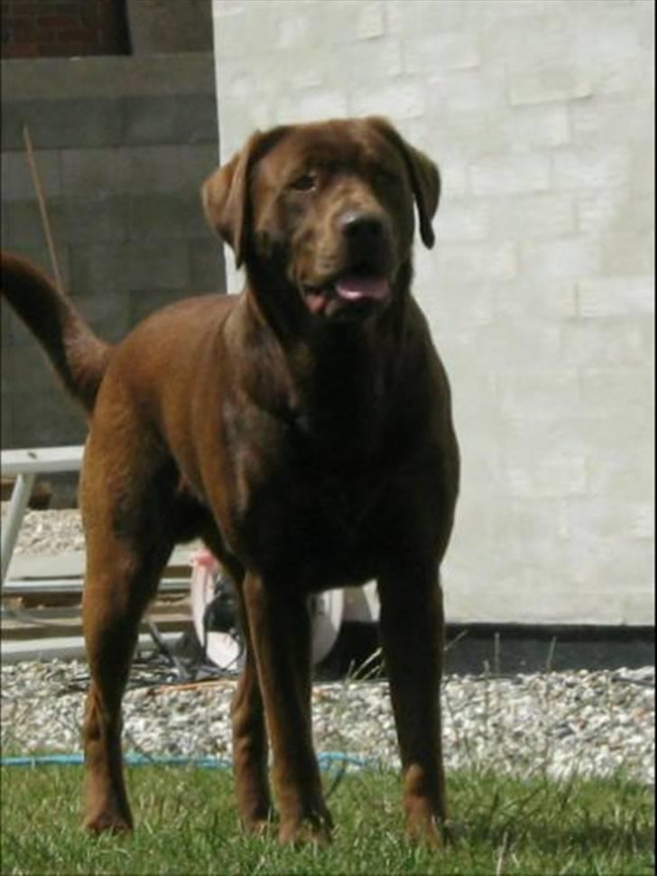 Blanding af racer BRUNO<3 - i kan ikke fange mig haha billede 17