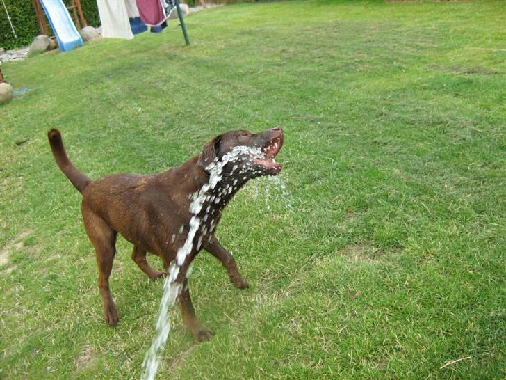 Blanding af racer BRUNO<3 - jeg elsker bare vand! Gør du os det?? billede 18