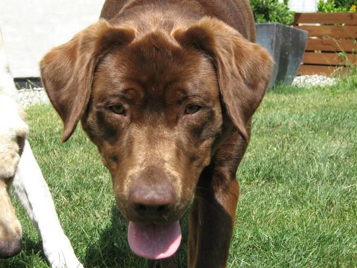 Blanding af racer BRUNO<3 - haløj billede 19