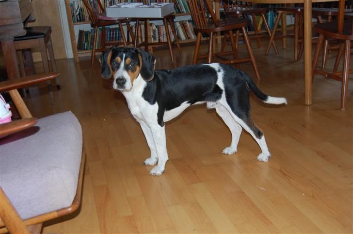 Blanding af racer Buller billede 14