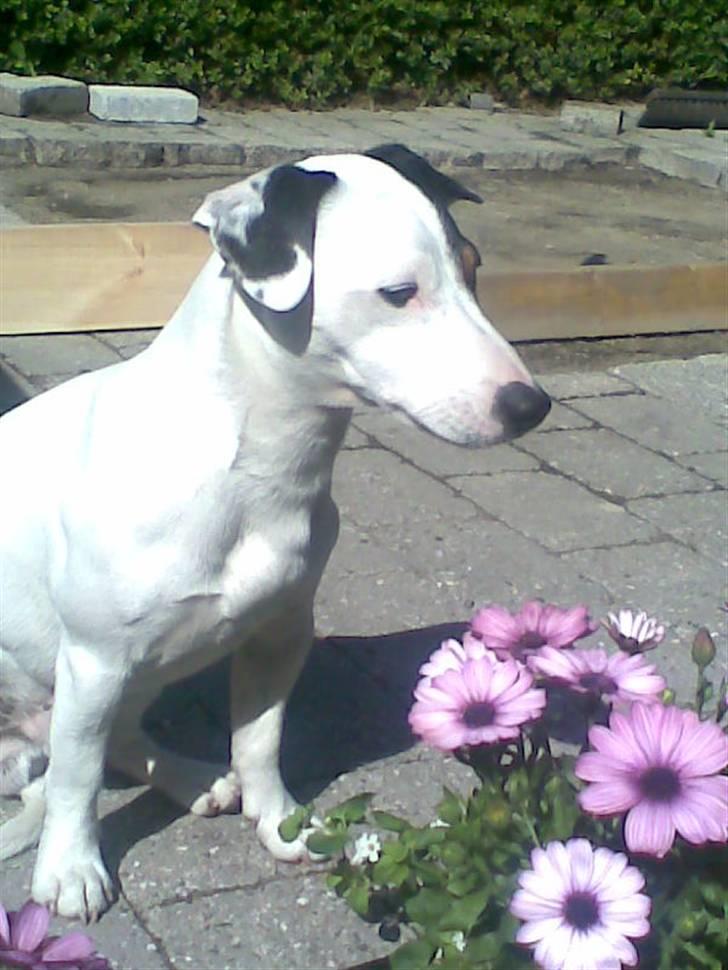 Jack russell terrier Felix billede 19