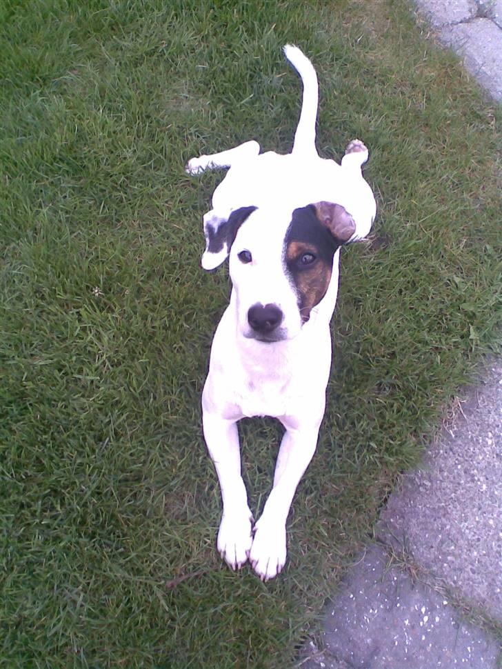 Jack russell terrier Felix billede 20
