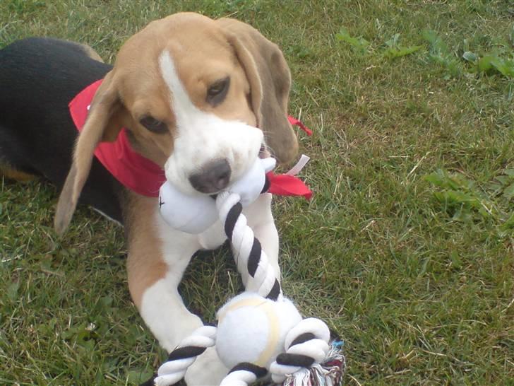 Beagle Luna (død 28/8) R.I.P ;( - Velkommen til mig profil. Er jeg ikke bare sød:) billede 1