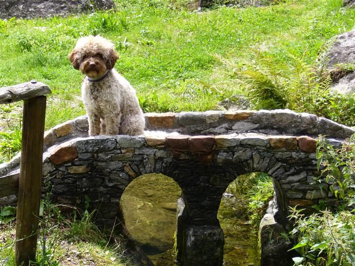 Lagotto romagnolo Viola billede 1