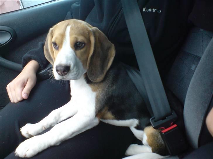 Beagle Luna (død 28/8) R.I.P ;( - Jeg fik lov til at sidde sammen med moster denne gang, ellers ligger jeg i mit transporthus. billede 2