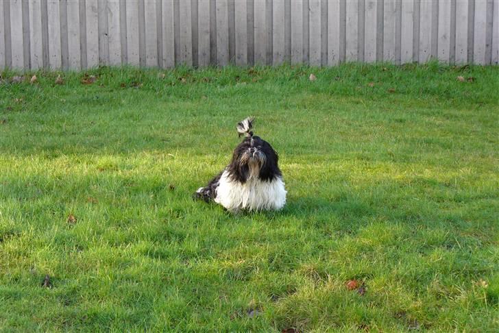 Shih tzu cacy billede 4