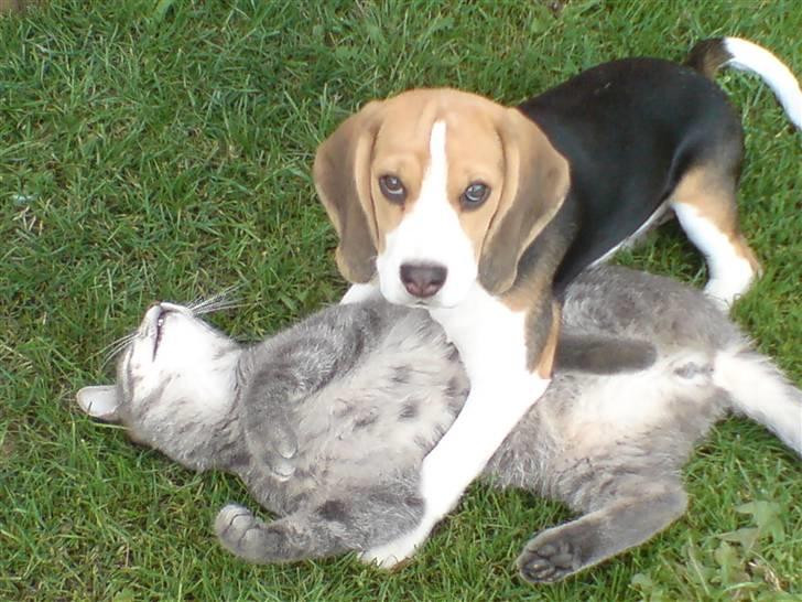 Beagle Luna (død 28/8) R.I.P ;( - Jeg har fået overtalt Sofus til at lege:) Så er jeg tilpas. billede 3