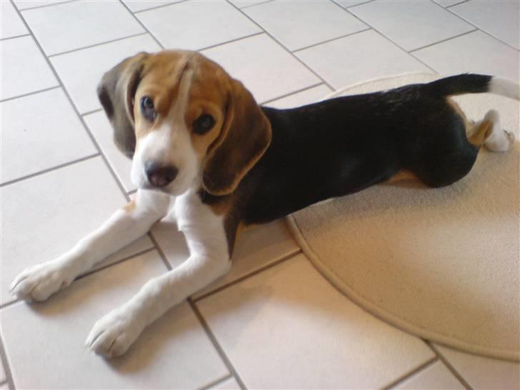 Beagle Luna (død 28/8) R.I.P ;( - Se hvor lang jeg er blevet. billede 4