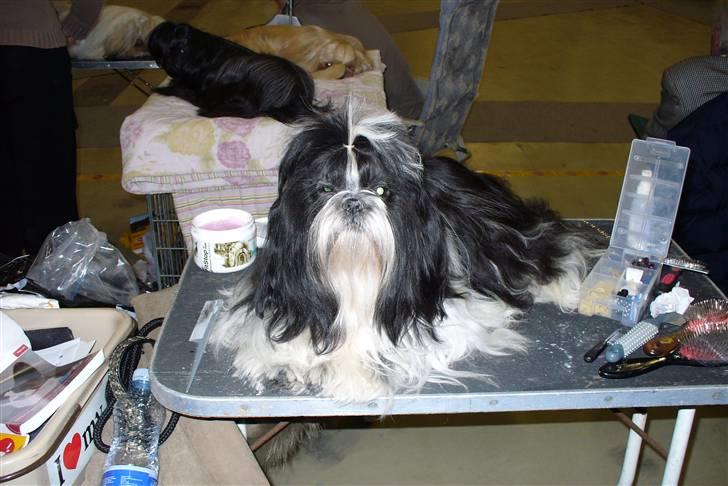 Shih tzu cacy billede 5