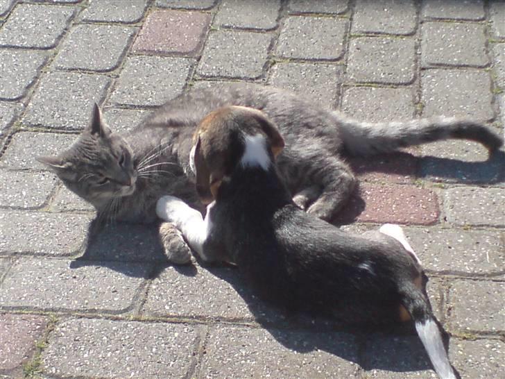 Beagle Luna (død 28/8) R.I.P ;( - Hej Sofus, skal vi tomle lidt? billede 5