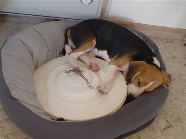 Beagle Luna (død 28/8) R.I.P ;( billede 6