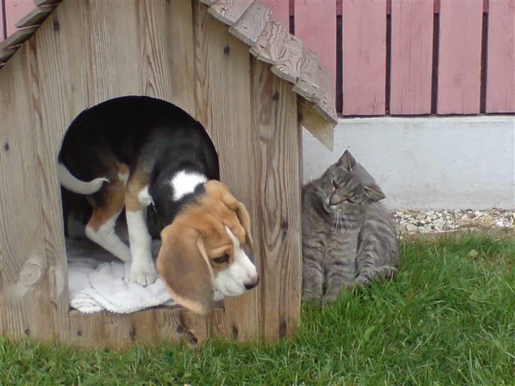 Beagle Luna (død 28/8) R.I.P ;( billede 7