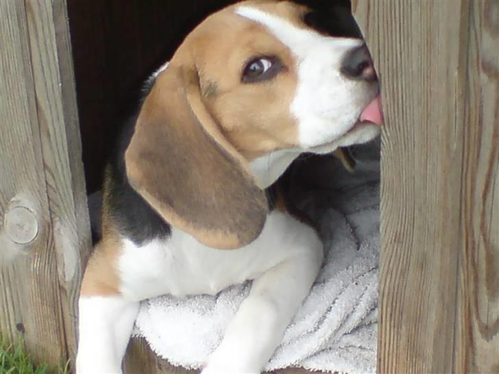 Beagle Luna (død 28/8) R.I.P ;( billede 8