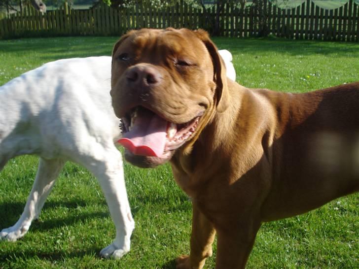 Dogue de bordeaux Boogie billede 8