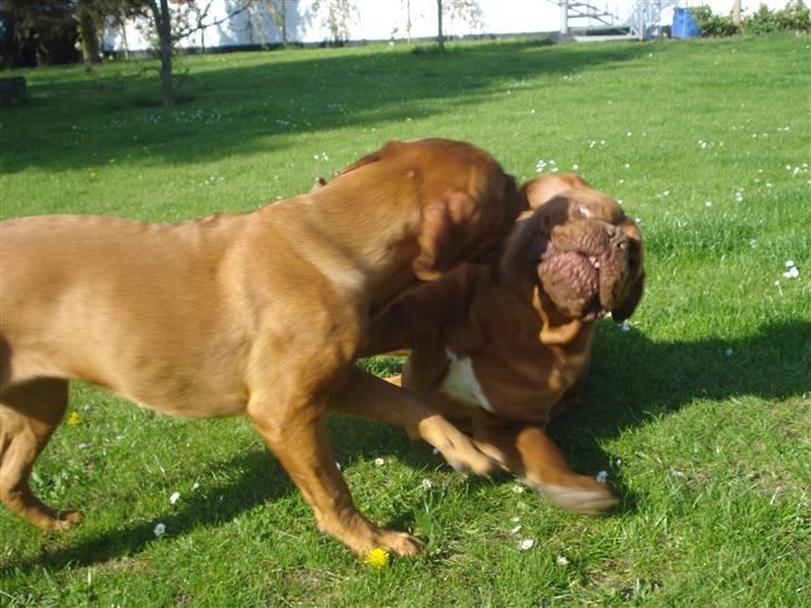 Dogue de bordeaux Boogie billede 9