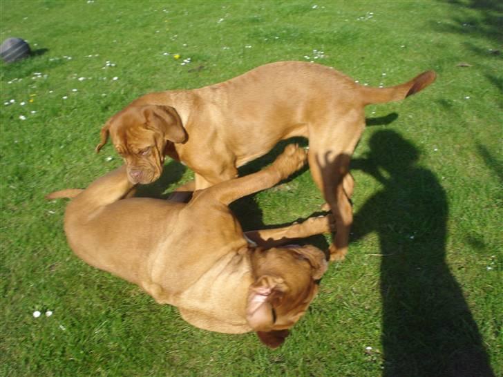 Dogue de bordeaux Boogie billede 10