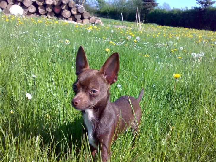 Chihuahua Lucky . - Havehygge billede 8