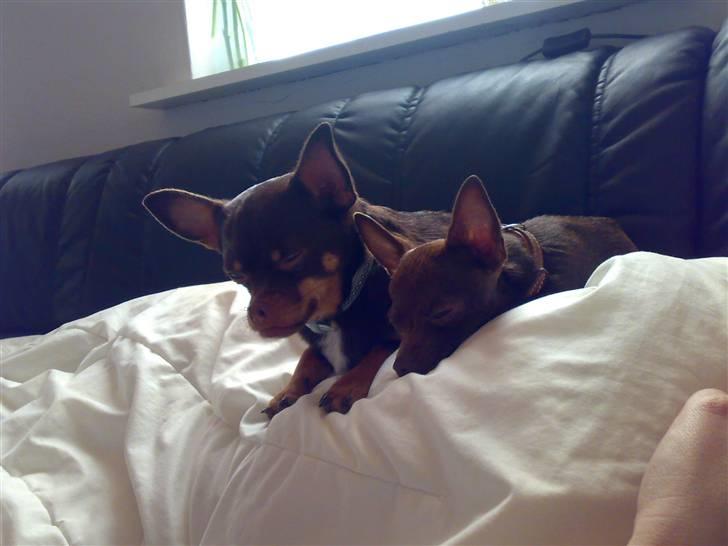 Chihuahua Lucky . - Chucky og mig der putter hos moar .. <3 billede 9