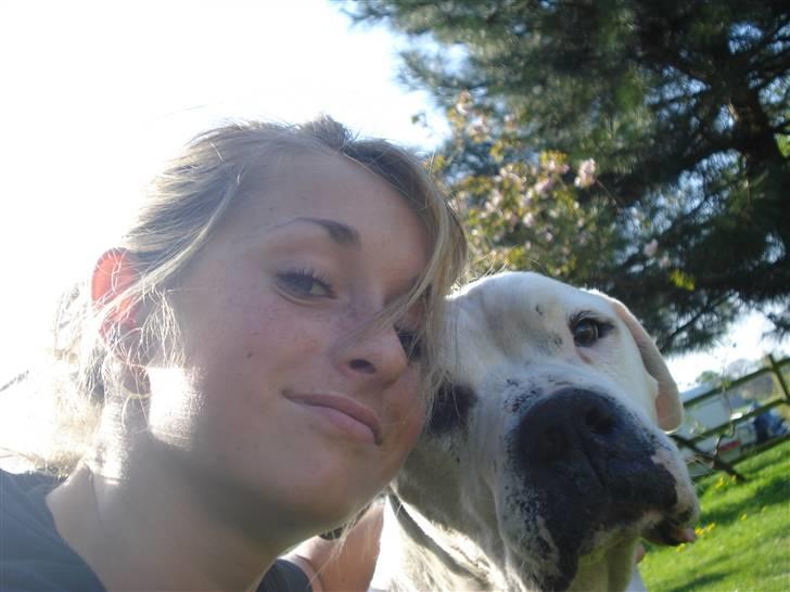 Amerikansk bulldog Buster *R*I*P billede 6