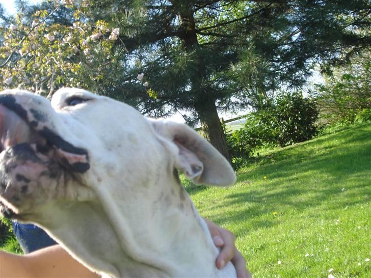 Amerikansk bulldog Buster *R*I*P billede 7